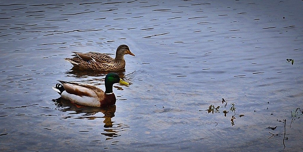A pair of ducks by soboy5