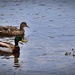 A pair of ducks by soboy5
