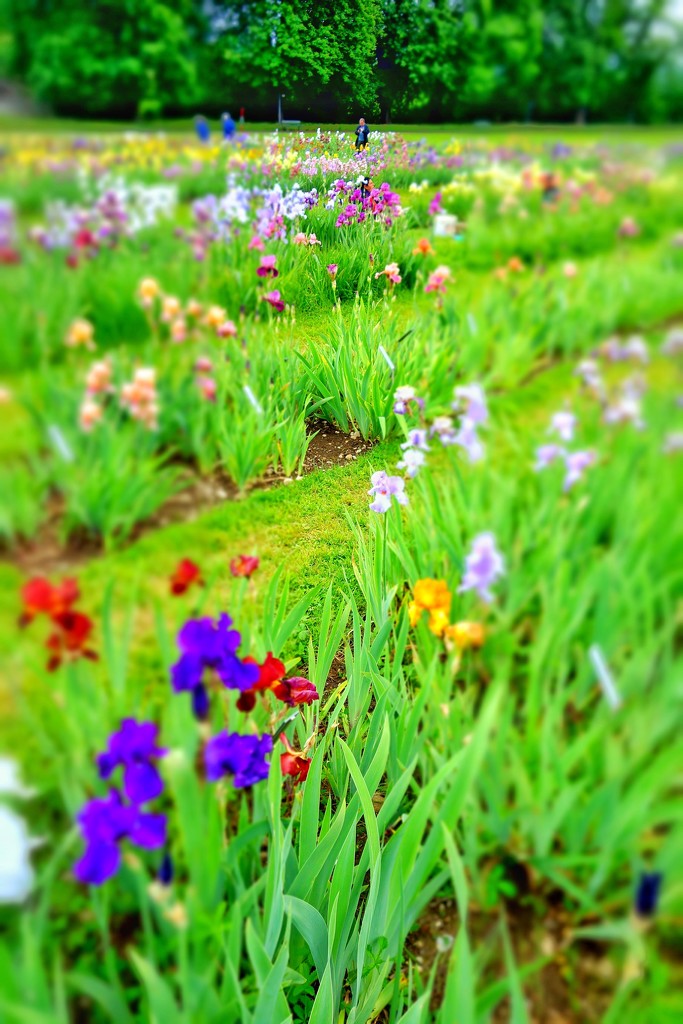 The iris garden.  by cocobella