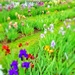 The iris garden.  by cocobella