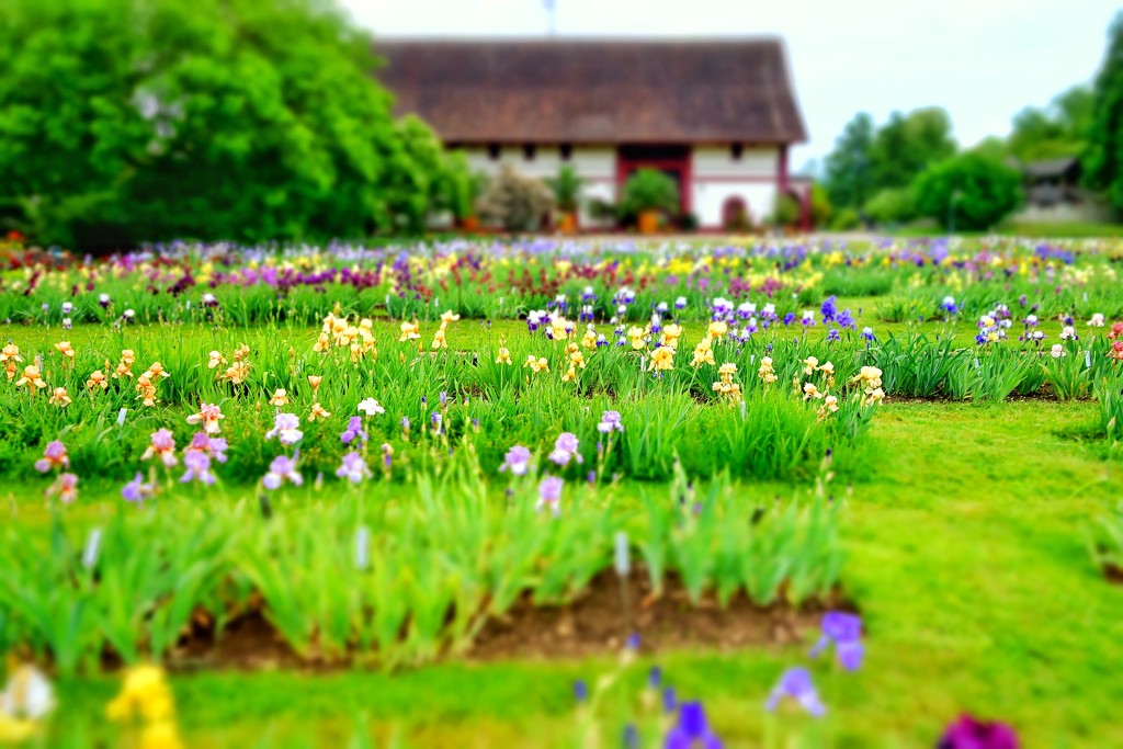 Farm in an iris field. by cocobella