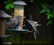 1st Jun 2015 - They have learnt where the feeder is