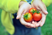 1st Jun 2015 - First Tomato Harvest
