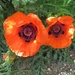 Sunlit Oriental Poppies by foxes37