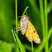 28th May 2015 - Burnet Companion moth