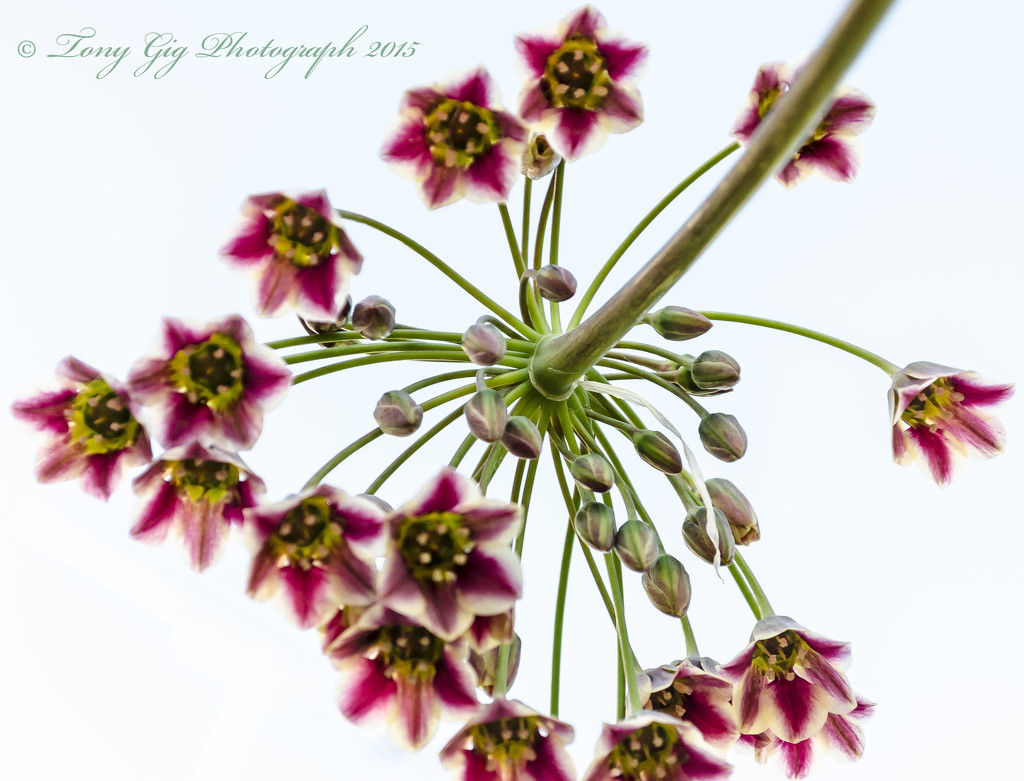 Allium Flower Head by tonygig