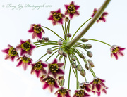 31st May 2015 - Allium Flower Head