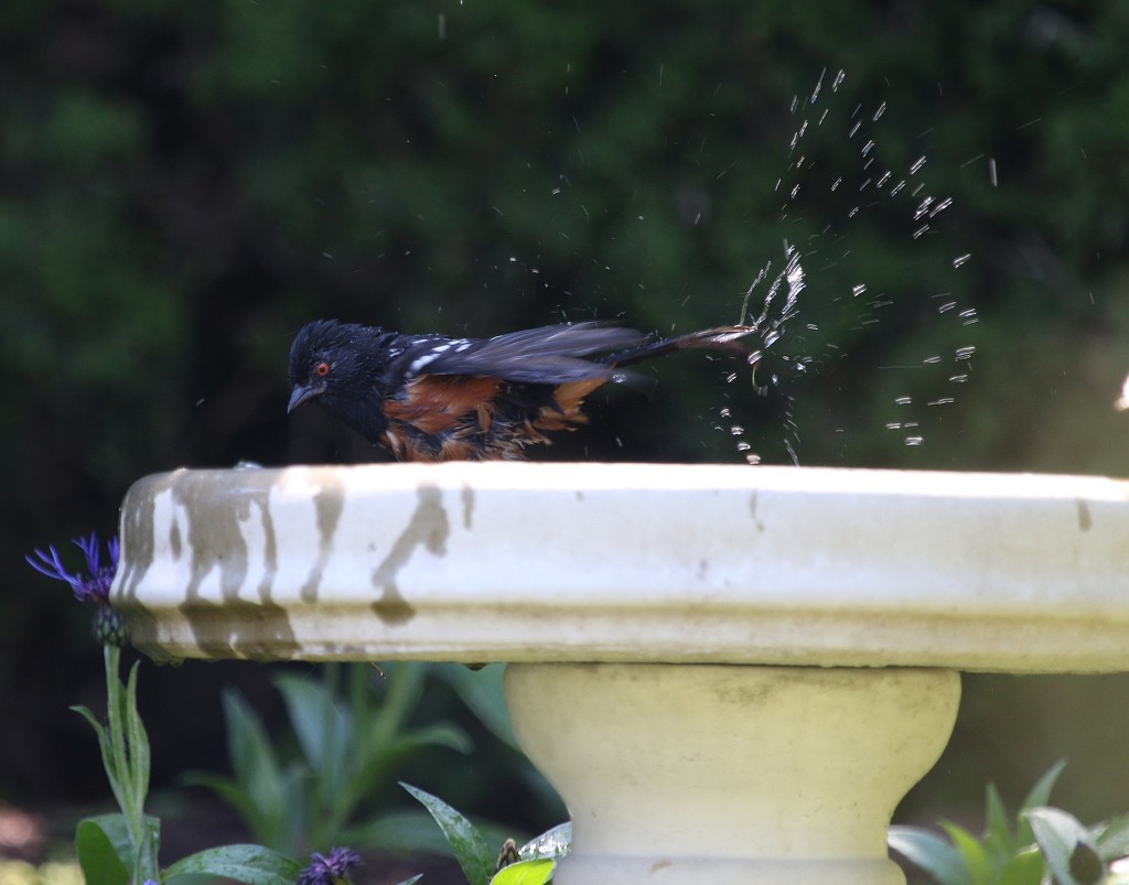 Cranky Bath by kimmer50