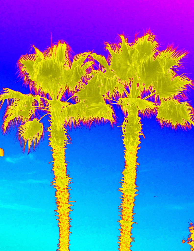 Neon Palms by dakotakid35