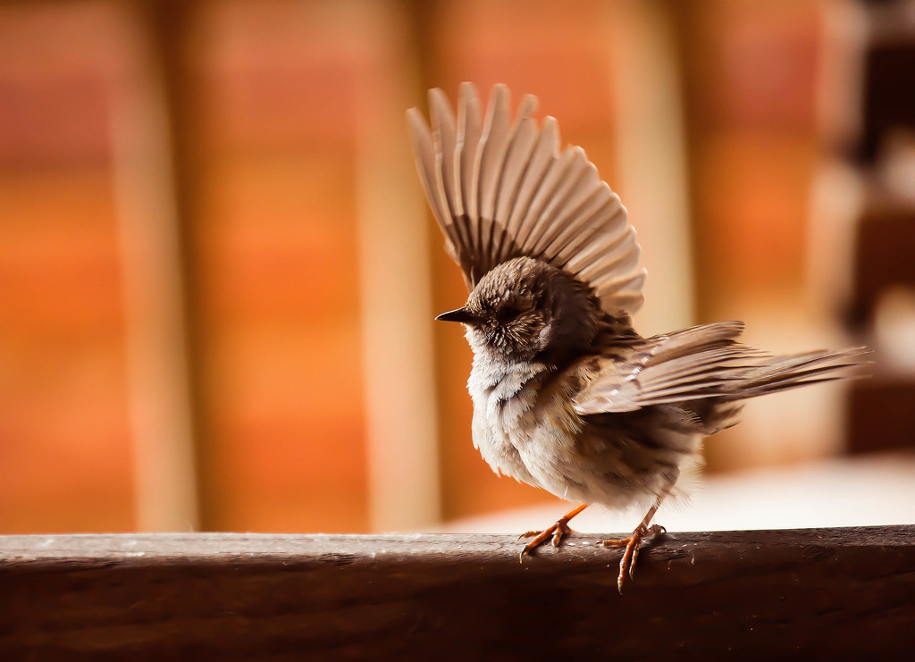 1st June 2015   - Spread your wings by pamknowler