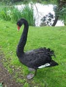 1st Jun 2015 - Black Swan