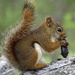 Red Squirrel by annepann