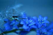 1st Jun 2015 - Blue flowers
