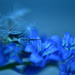 Blue flowers by ziggy77