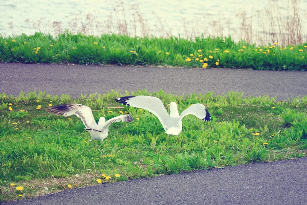 gulls... by earthbeone