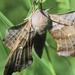poplar hawk moth by callymazoo