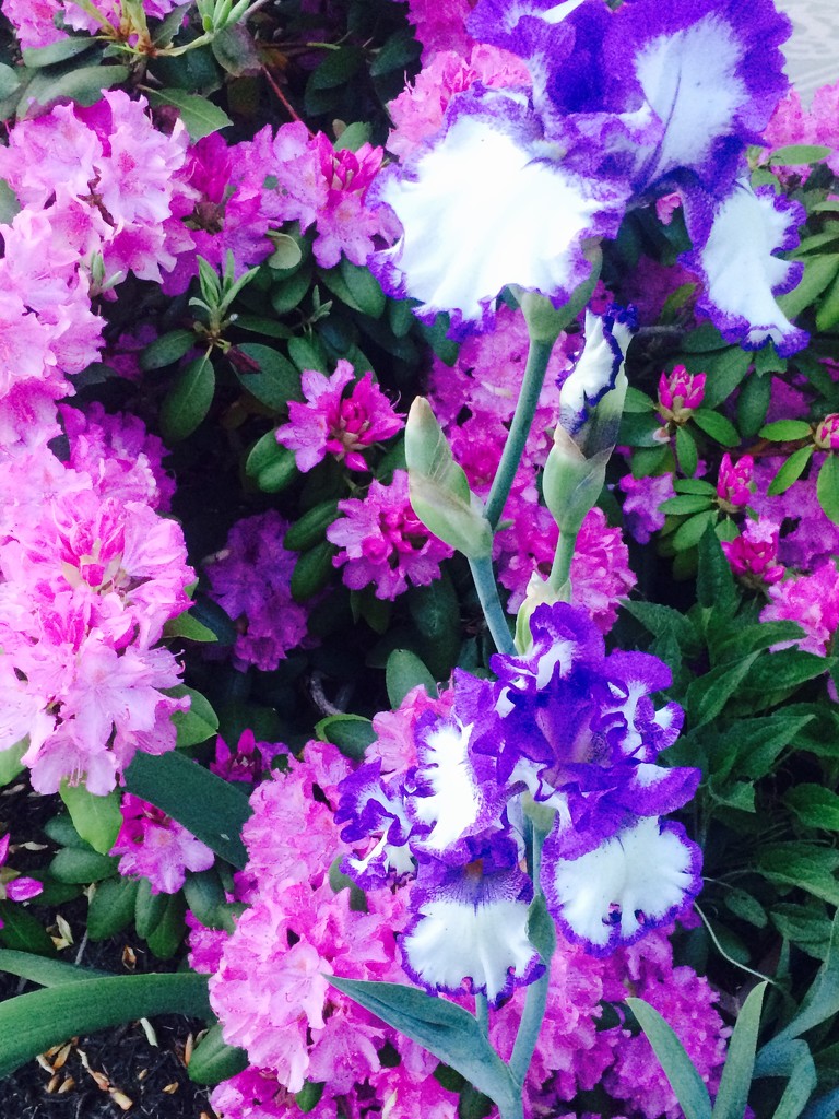 Purple & White Iris by pfaith7