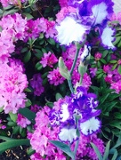 26th May 2015 - Purple & White Iris
