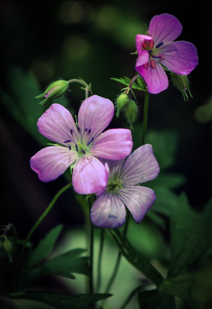 Wild Geraniums  by mzzhope