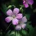 Wild Geraniums  by mzzhope