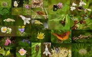 1st Jun 2015 - The Flint Hills Nature Trail Ushers in the Month of June!