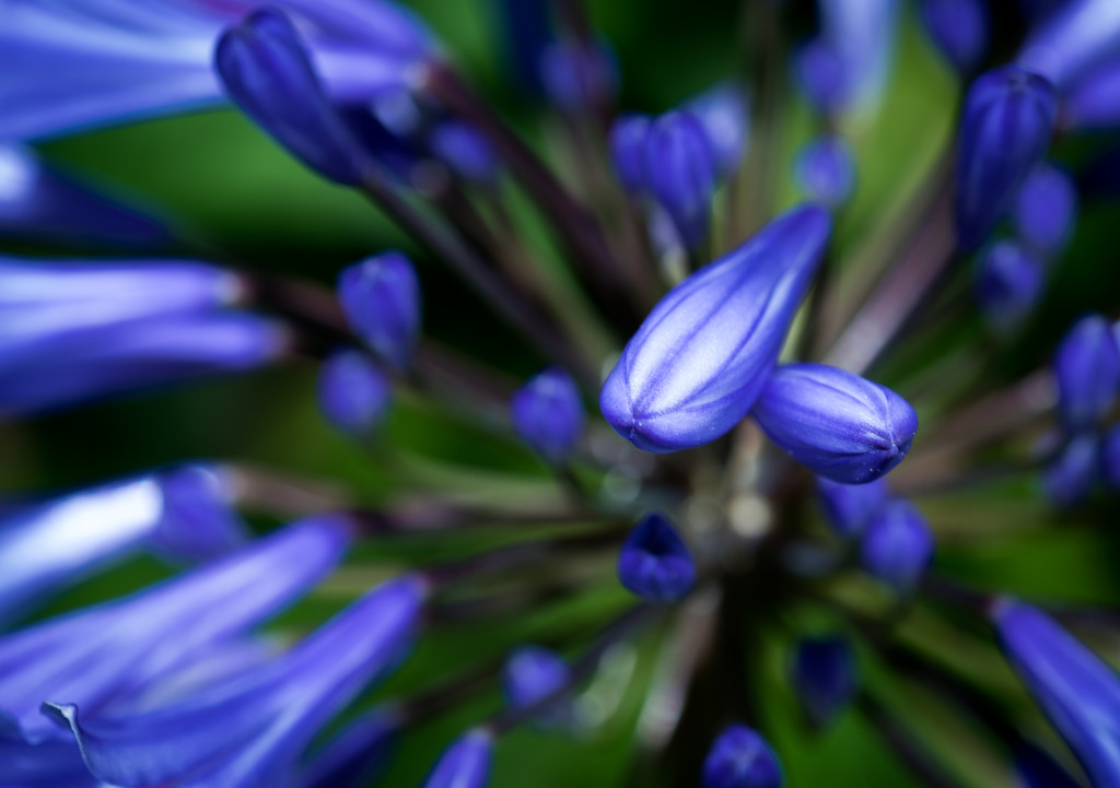 It's Agapanthus Season by stray_shooter