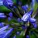 It's Agapanthus Season by stray_shooter