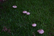2nd Jun 2015 - Fairy toadstools in my grass.
