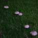 Fairy toadstools in my grass. by happysnaps