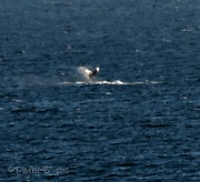 1st Jun 2015 - Out in the Way Distant View... A Whale's Tail!