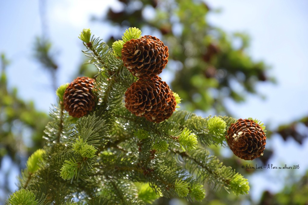 Cone pines by parisouailleurs