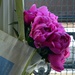 This week's peonies for my mum by parisouailleurs