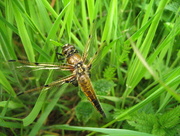 2nd Jun 2015 - Four spot chaser dragonfly