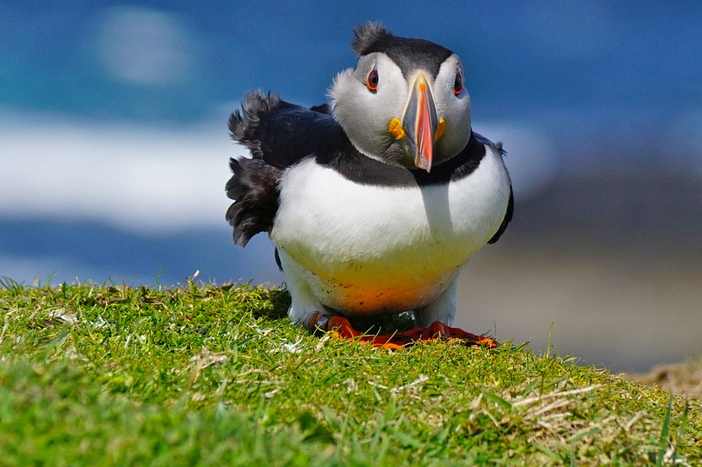 RUFFLED PUFFIN by markp