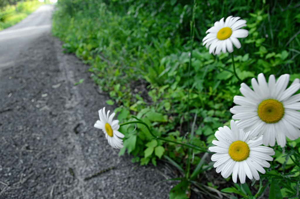 daisies along road by francoise