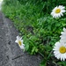 daisies along road by francoise