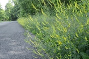 31st May 2015 - yellow clover along road