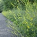 yellow clover along road by francoise