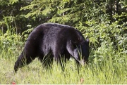 2nd Jun 2015 - Black Bear sighting in Newmarket just North of Toronto