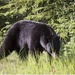 Black Bear sighting in Newmarket just North of Toronto by bruni