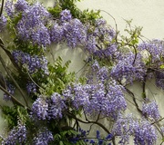 29th May 2015 -  Wisteria