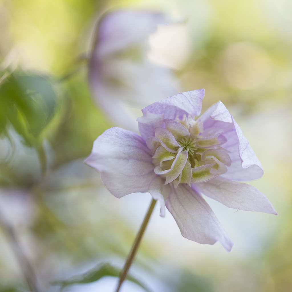 Pink Clematis by gardencat