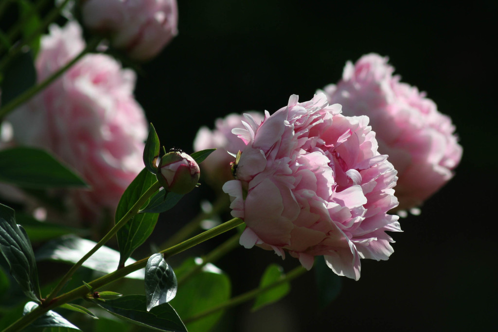 Peonies by mittens