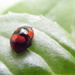 Harlequin ladybird by dragey74