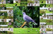 2nd Jun 2015 - Birds I've seen today