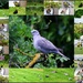 Birds I've seen today by rosiekind