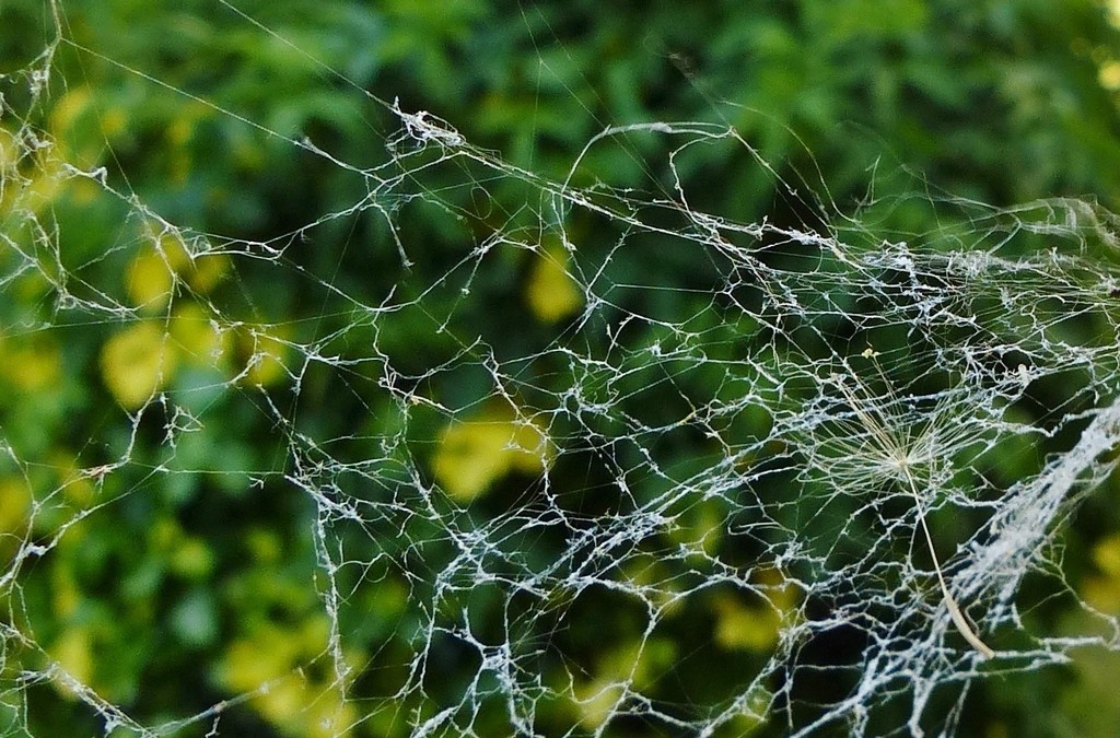Web in the wind. by jokristina