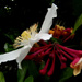 Clematis and Honeysuckle.....  by snowy