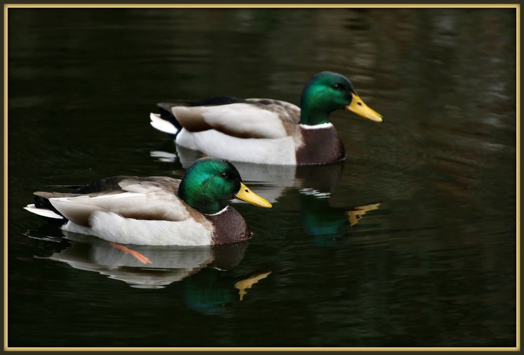 Quack Quack by bizziebeeme