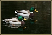 2nd Jun 2009 - Quack Quack
